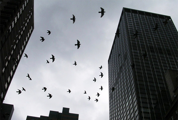 5 Ways To Get Birds Out Of A Building And How To Prevent Them From Coming Back